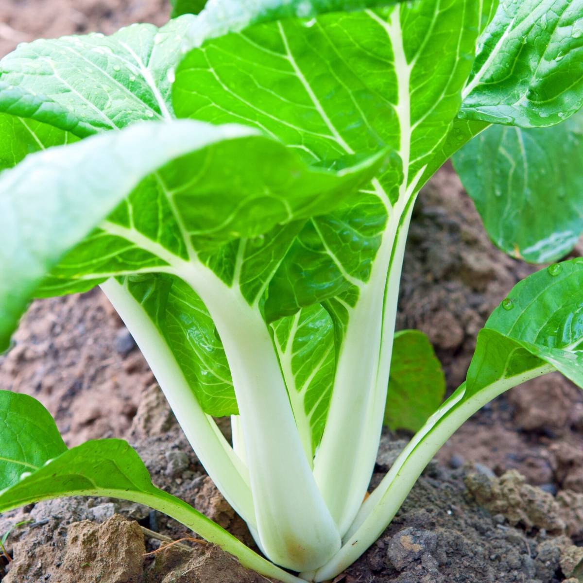 Chinese Cabbage, Pak Choi White Stem seeds The Seed Collection