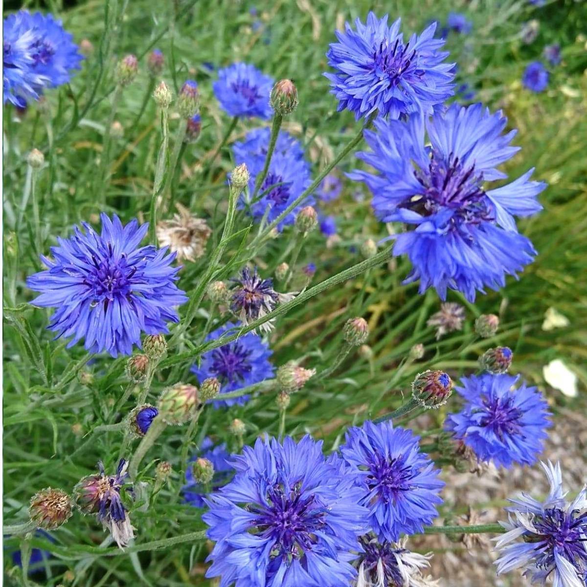 cornflower- blue boy seeds | the seed collection