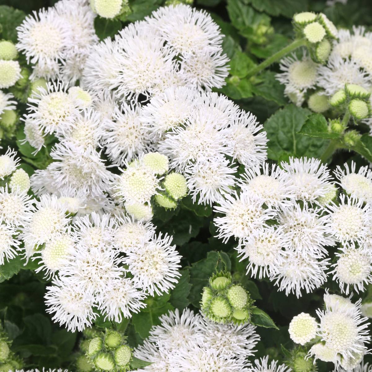 Ageratum Ball White Seeds The Seed Collection