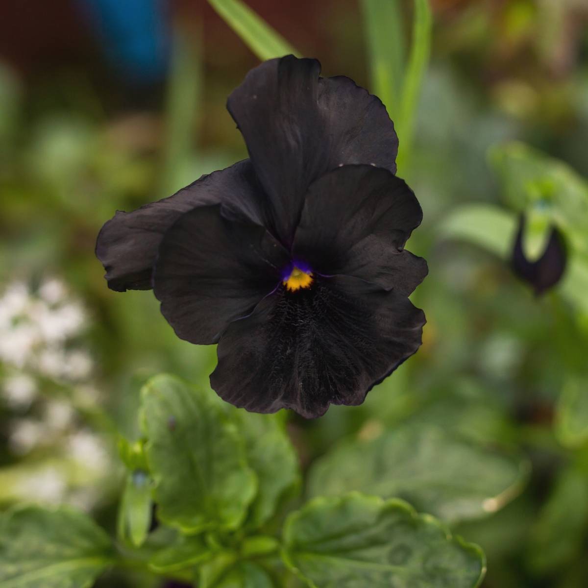 Pansy- Clear Crystal Black seeds | The Seed Collection