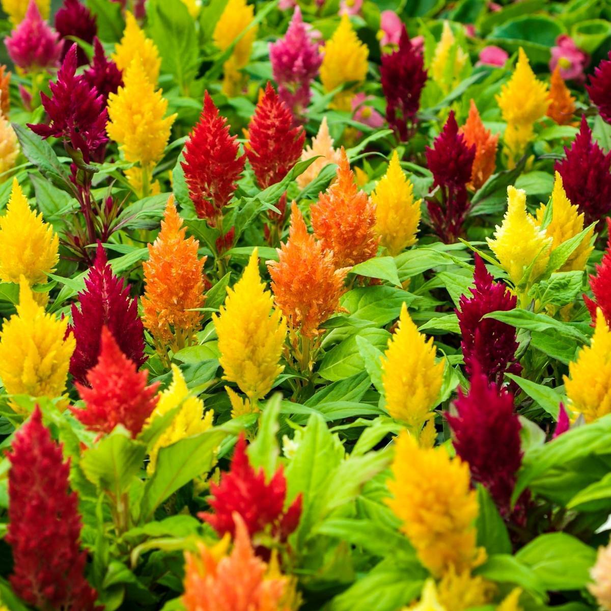 celosia-lilliput-kewpie-mix-seeds-the-seed-collection