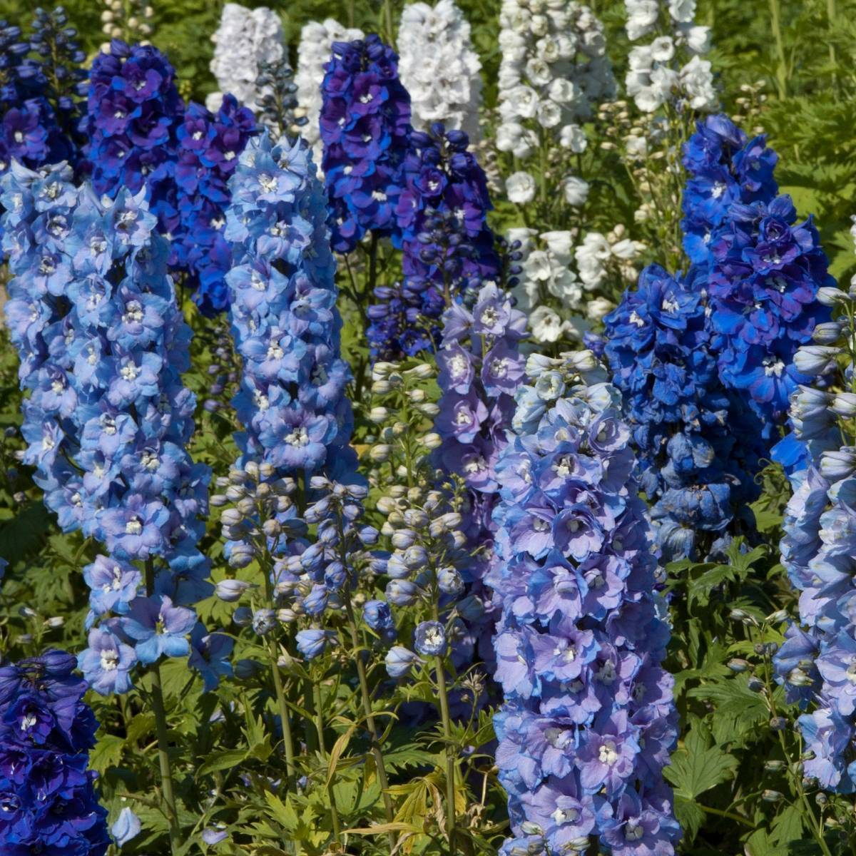 Delphinium Pacific Giants Mixed seeds The Seed Collection