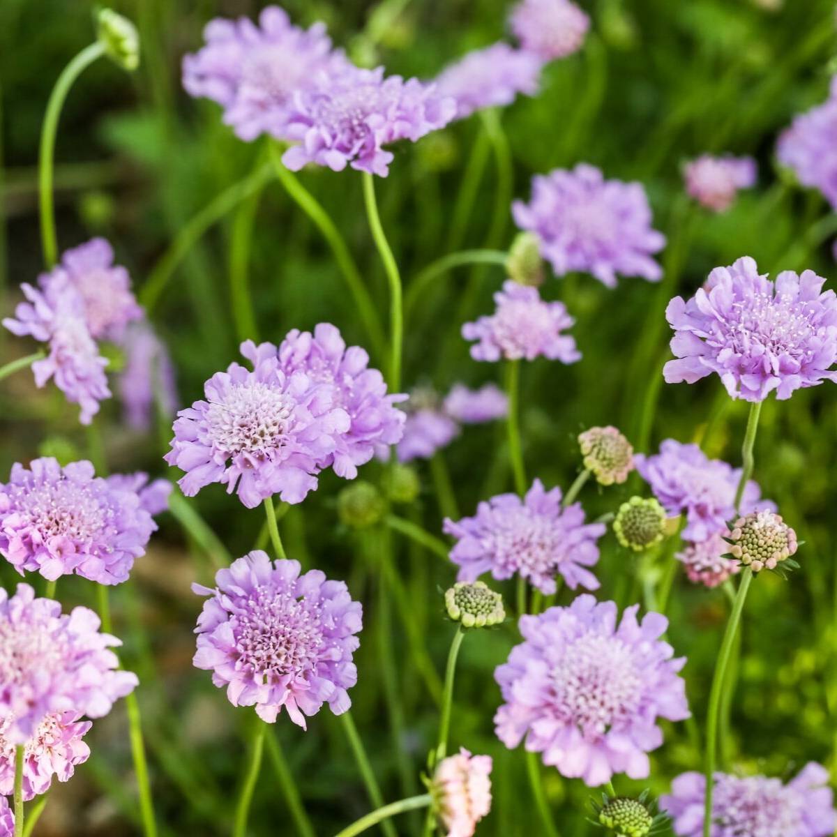 Pincushion Flower Lavender Blue Seeds The Seed Collection
