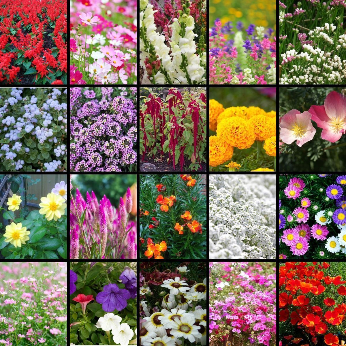 Flower Seed Collection- Spring and Summer seeds | TheSeedCollection