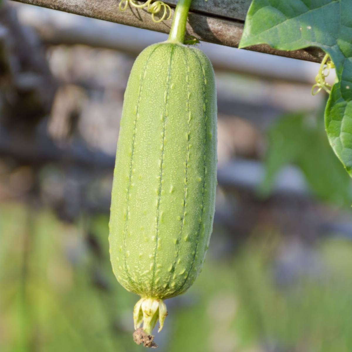 Luffa Sponge Gourd Seeds | The Seed Collection