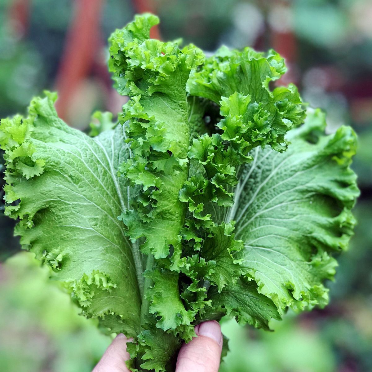 Mustard Greens