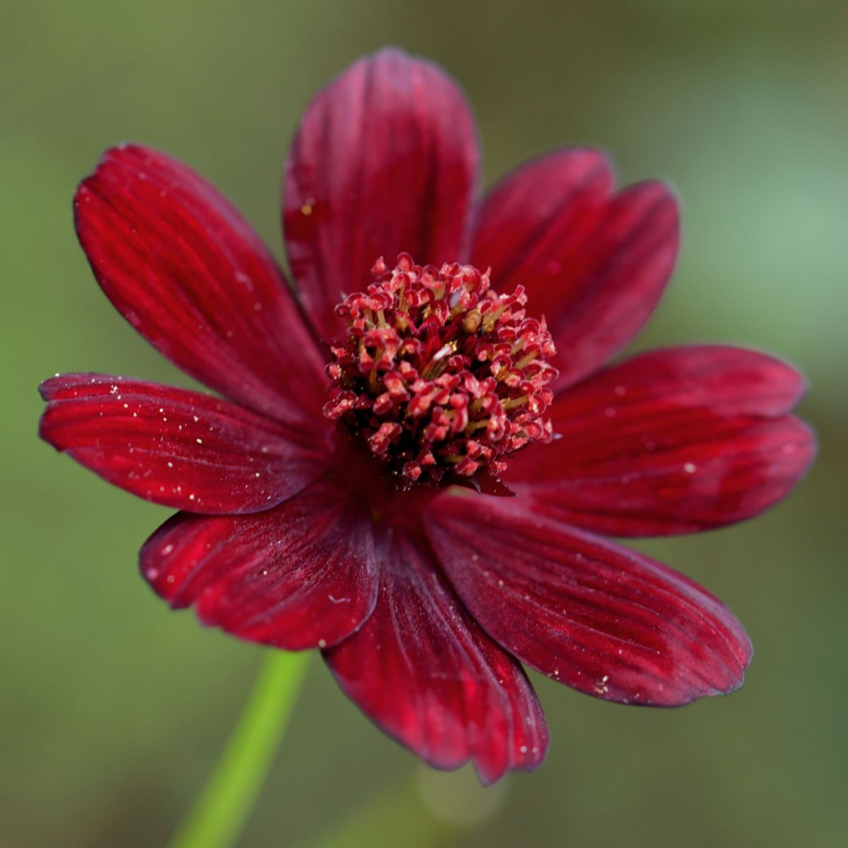 Cosmos- Chocolate seedling | The Seed Collection