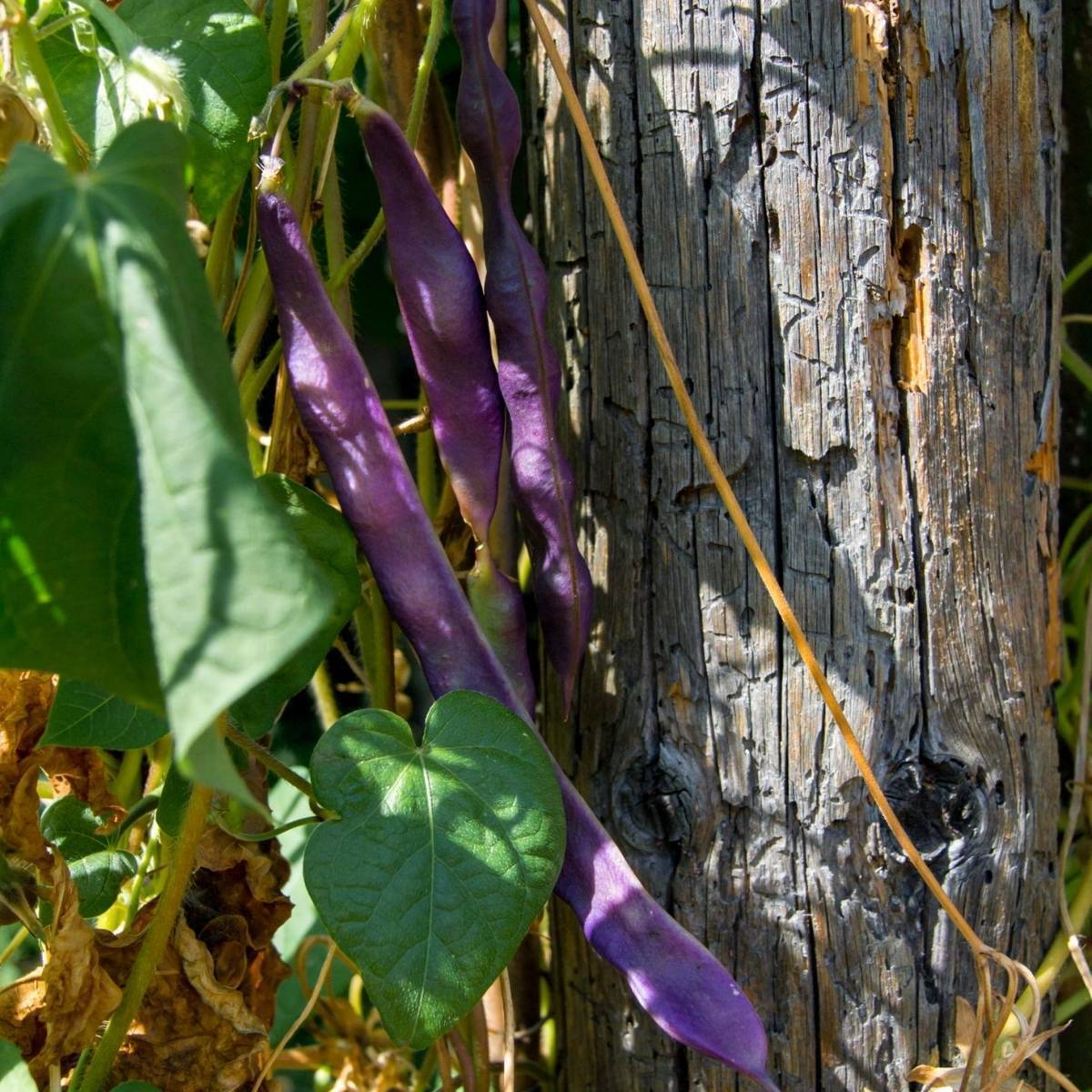 Climbing Bean Purple King seeds The Seed Collection