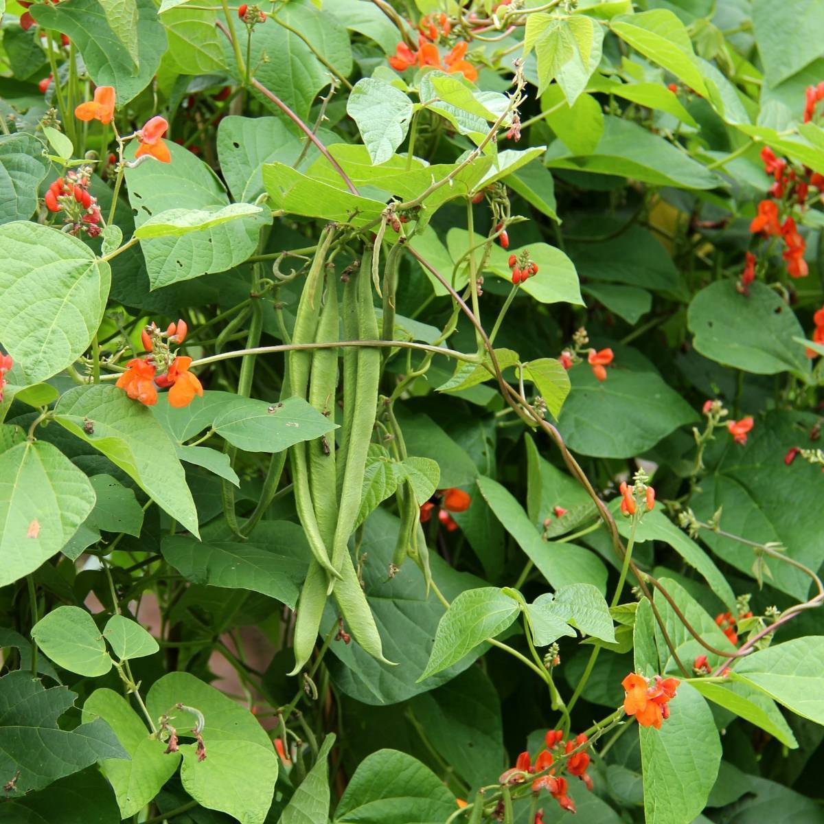 Package of 65 Seeds Phaseolus vulgaris Non-GMO Seeds by Seed Needs Scarlet Emperor Runner Bean 