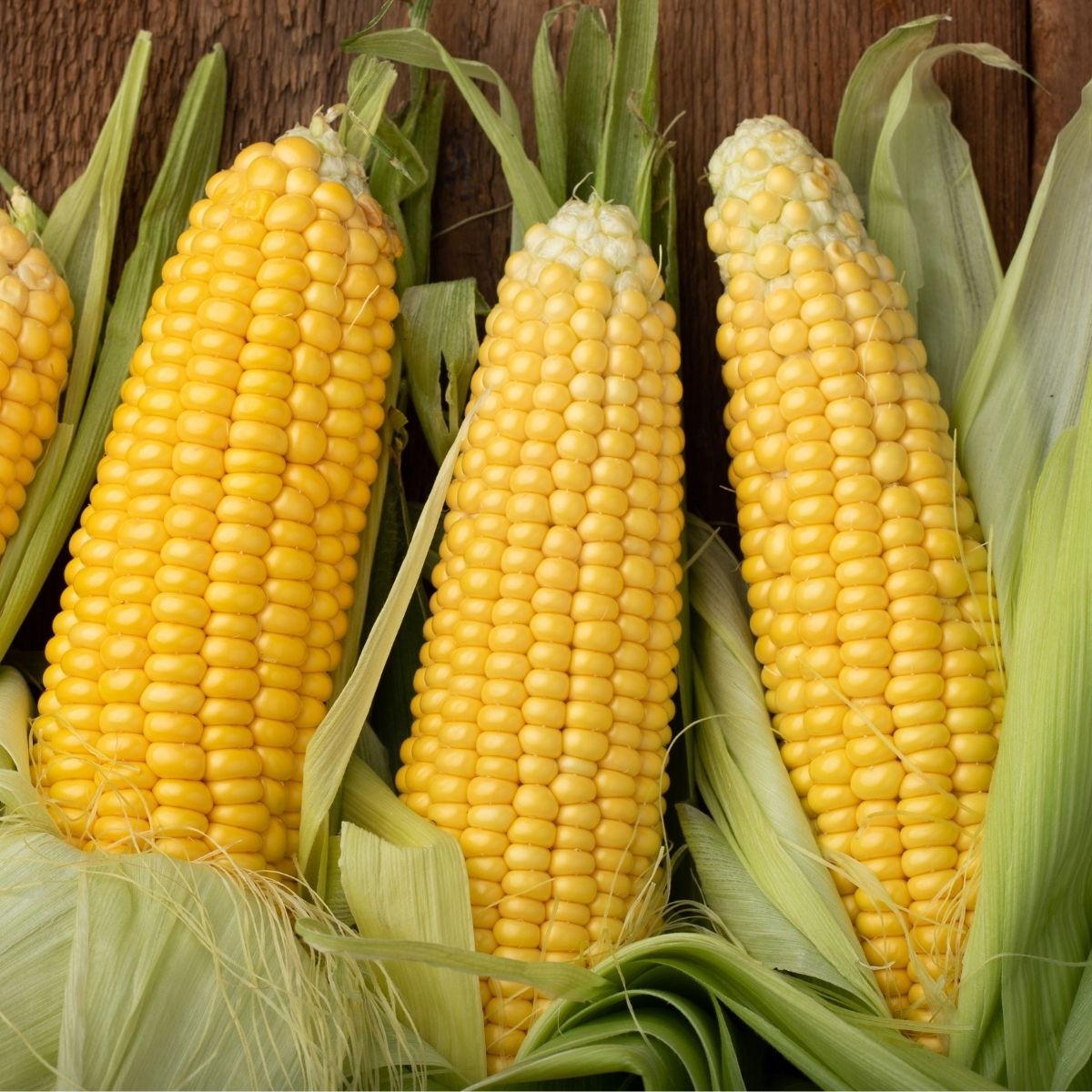 Corn, Sweet- Legacy seeds | The Seed Collection 