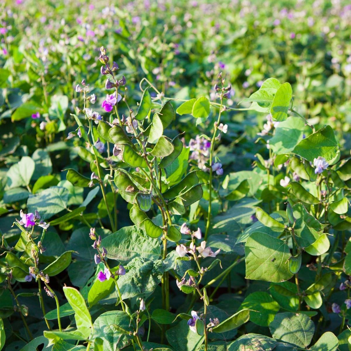 GREEN MANURE Lablab seeds The Seed Collection