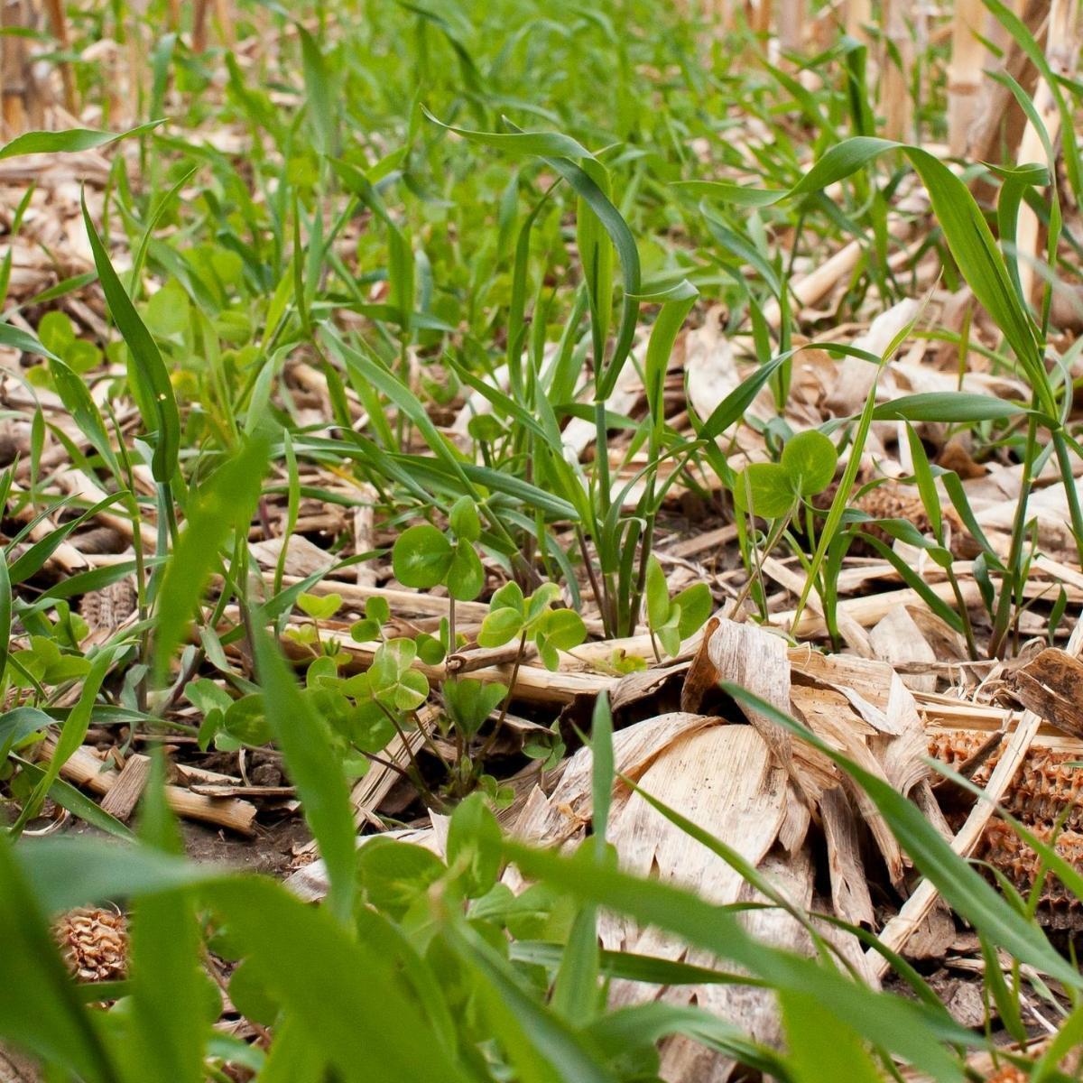 GREEN MANURE Spring and Summer Mix seeds The Seed Collection