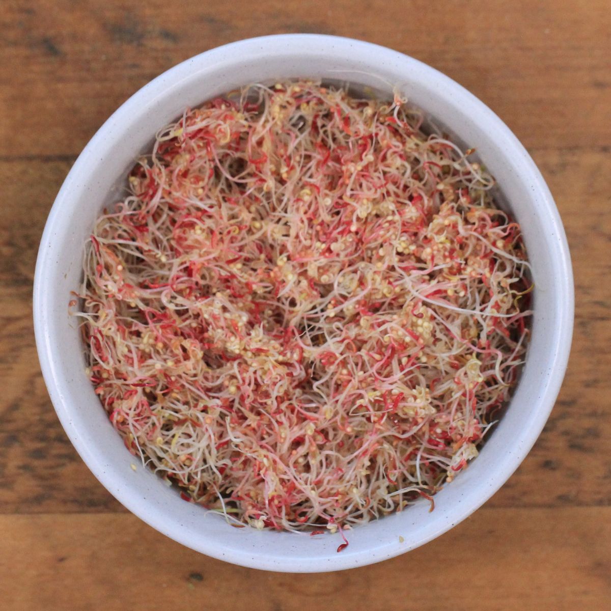 Sprouting Seeds Amaranth Red Leaf seeds The Seed Collection