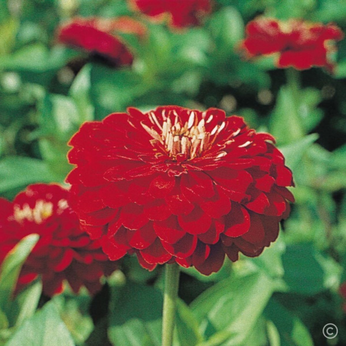 Zinnia Benary's Giant Scarlet seeds The Seed Collection