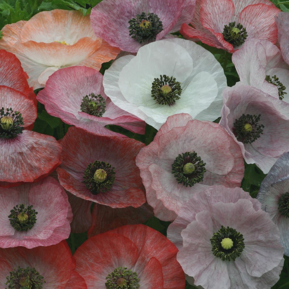 Poppy- Mother of Pearl seeds | The Seed Collection