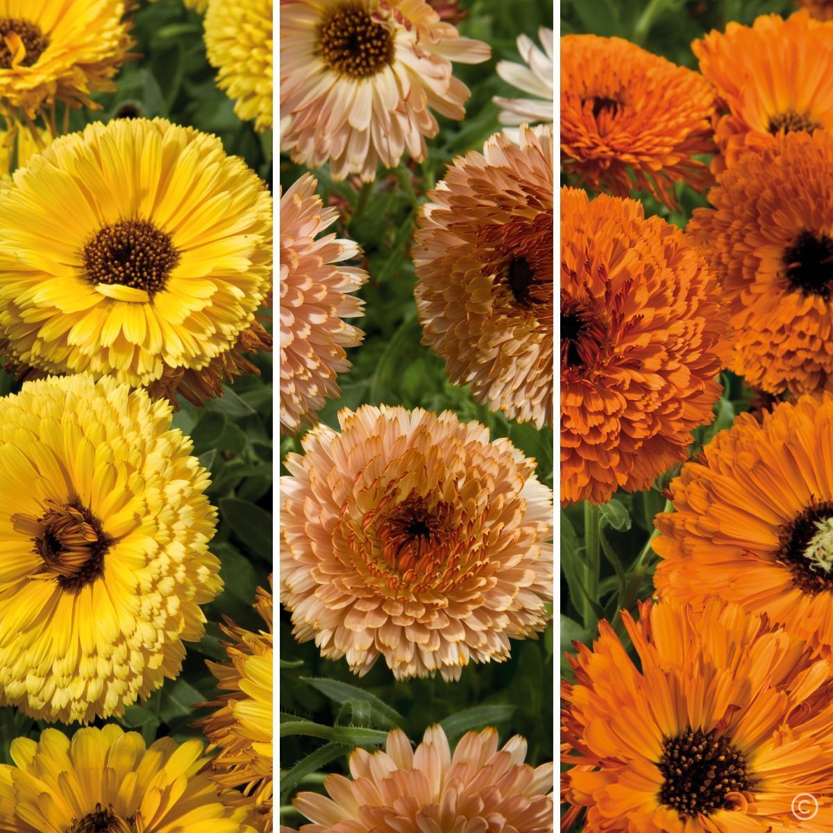Calendula- Touch of Red Mix seeds | The Seed Collection