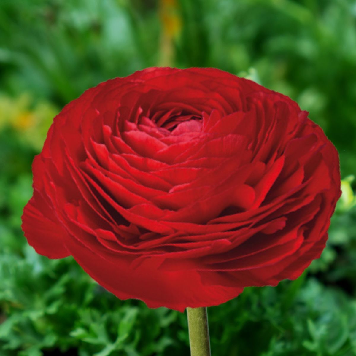 Elegance Rococo Ranunculus Ranunculus- Elegance Rosso 154-10 seeds | The Seed Collection