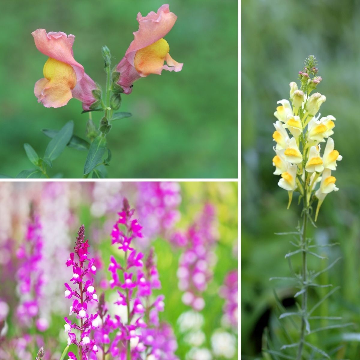 Linaria- Northern Lights Mix seeds | The Seed Collection