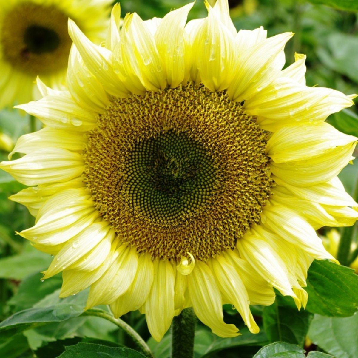 カーナビ sunflower Sunflower- Ice Lady F1 seeds | The Seed Collection