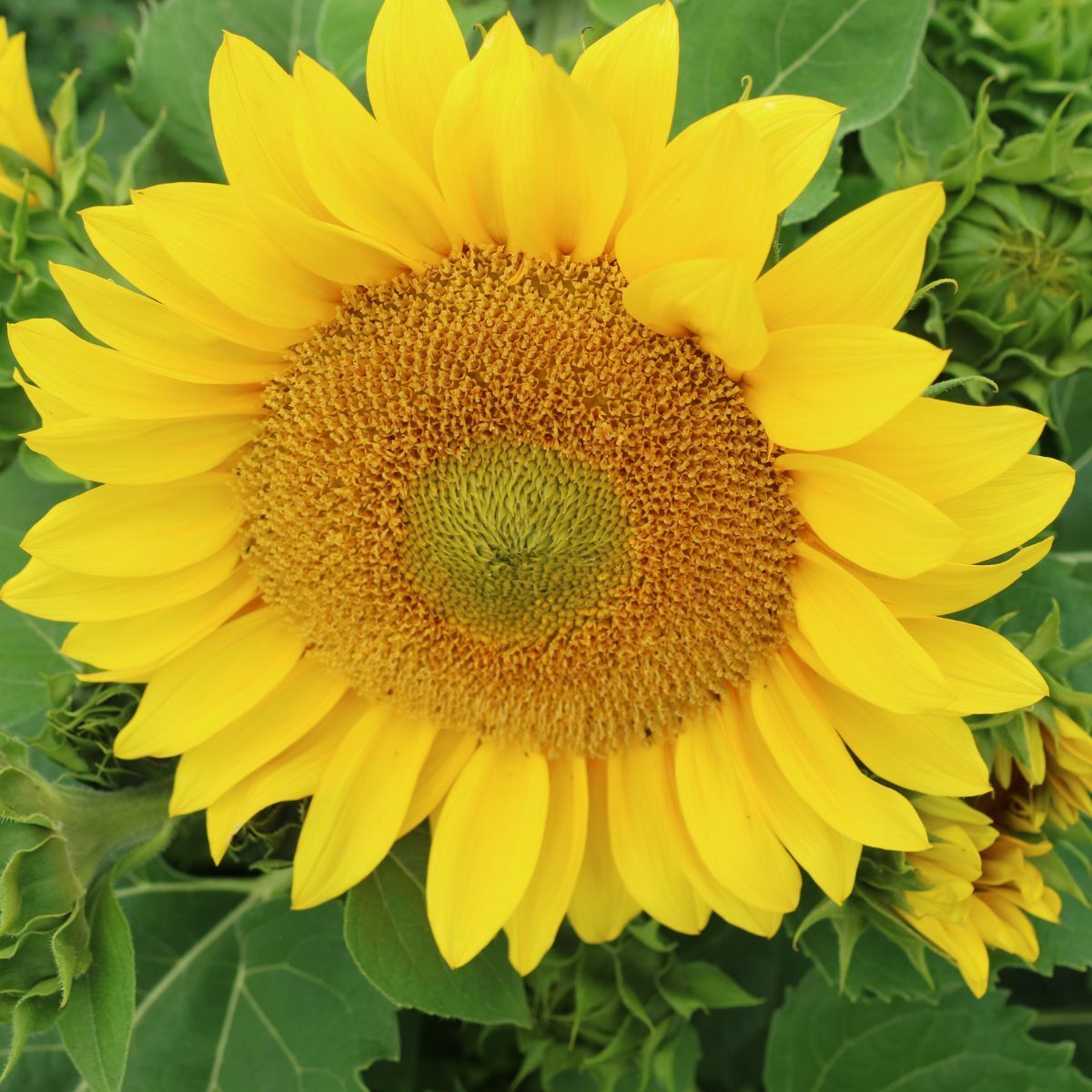 Sunflower- Compact Summer Spray F1 | The Seed Collection