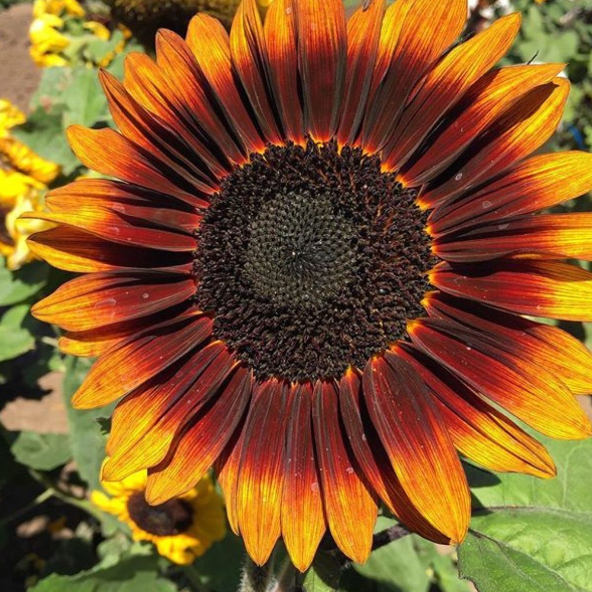 Sunflower- Compact Sonnet F1 | The Seed Collection