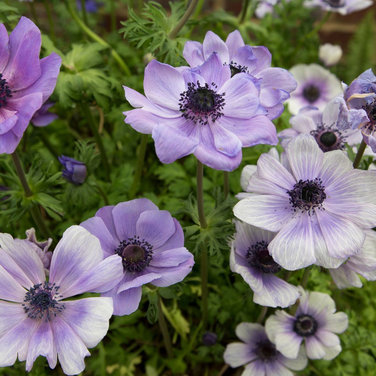 Anemone- De Caen Blue Bicolour (Corm) | The Seed Collection