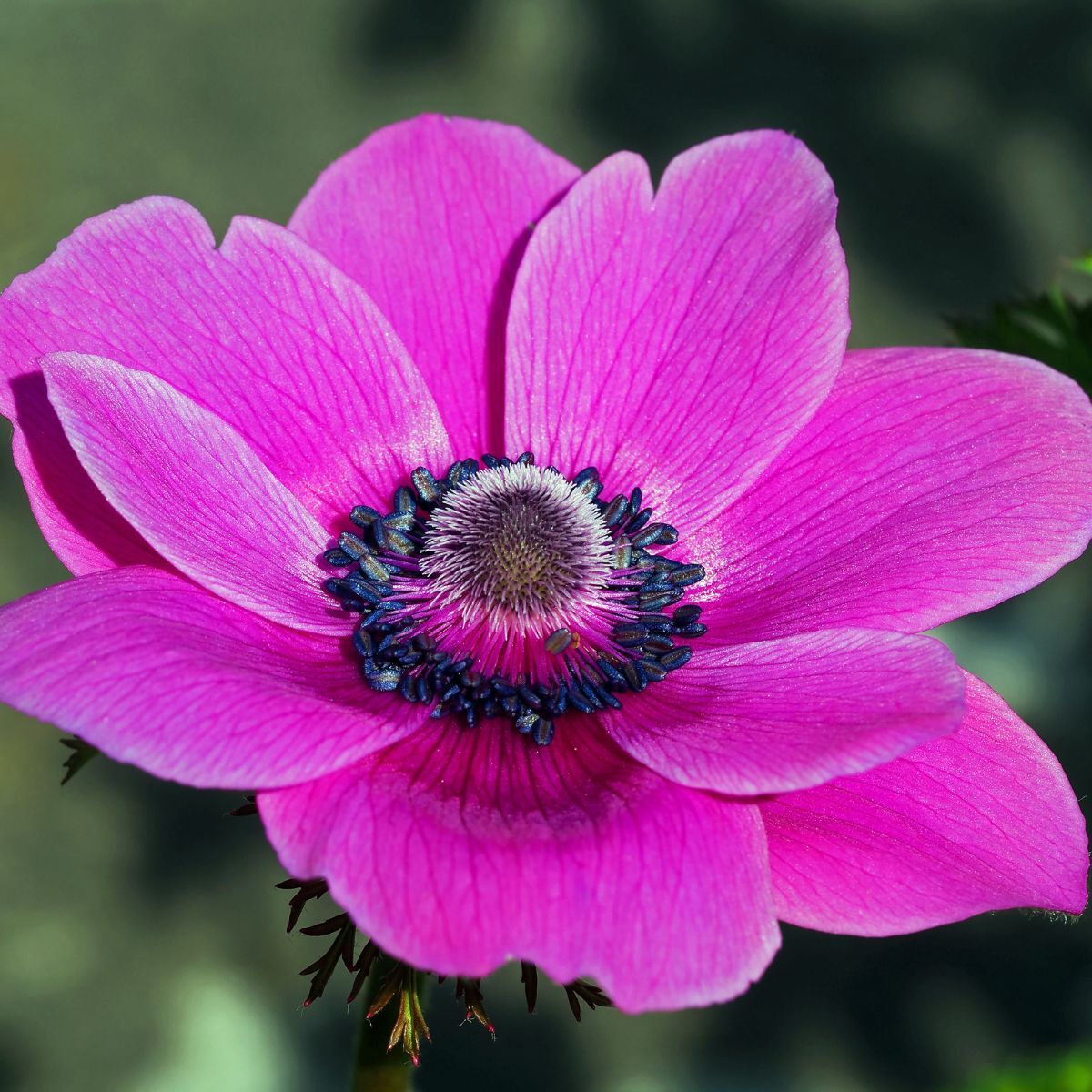 Anemone- De Caen Pink (Corm) | The Seed Collection