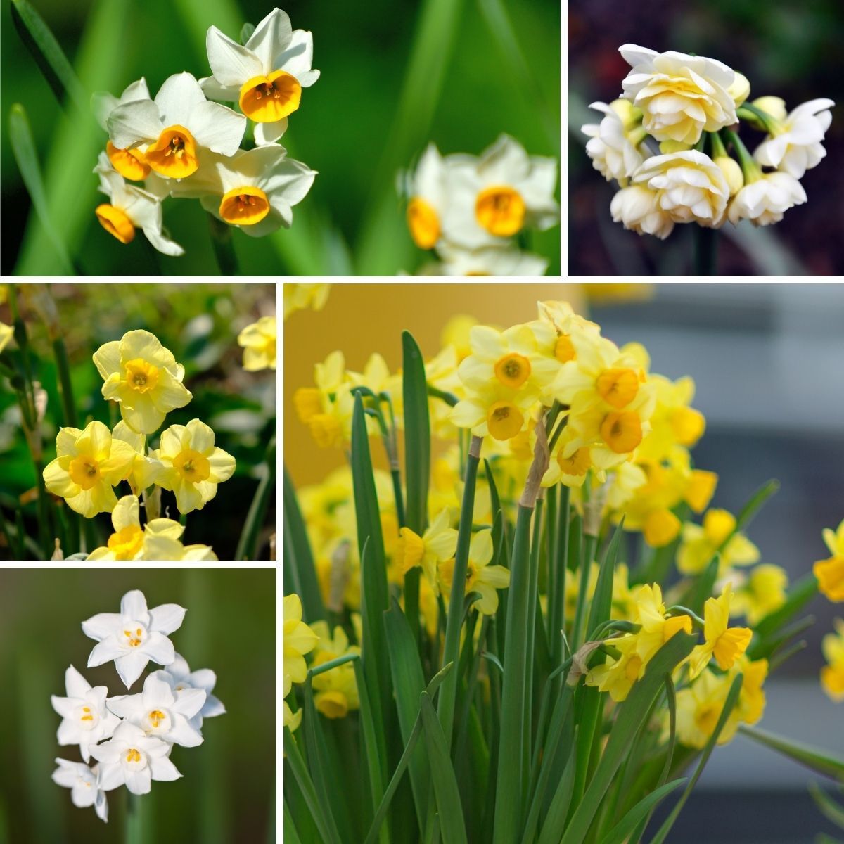 Jonquil- Mixed | The Seed Collection