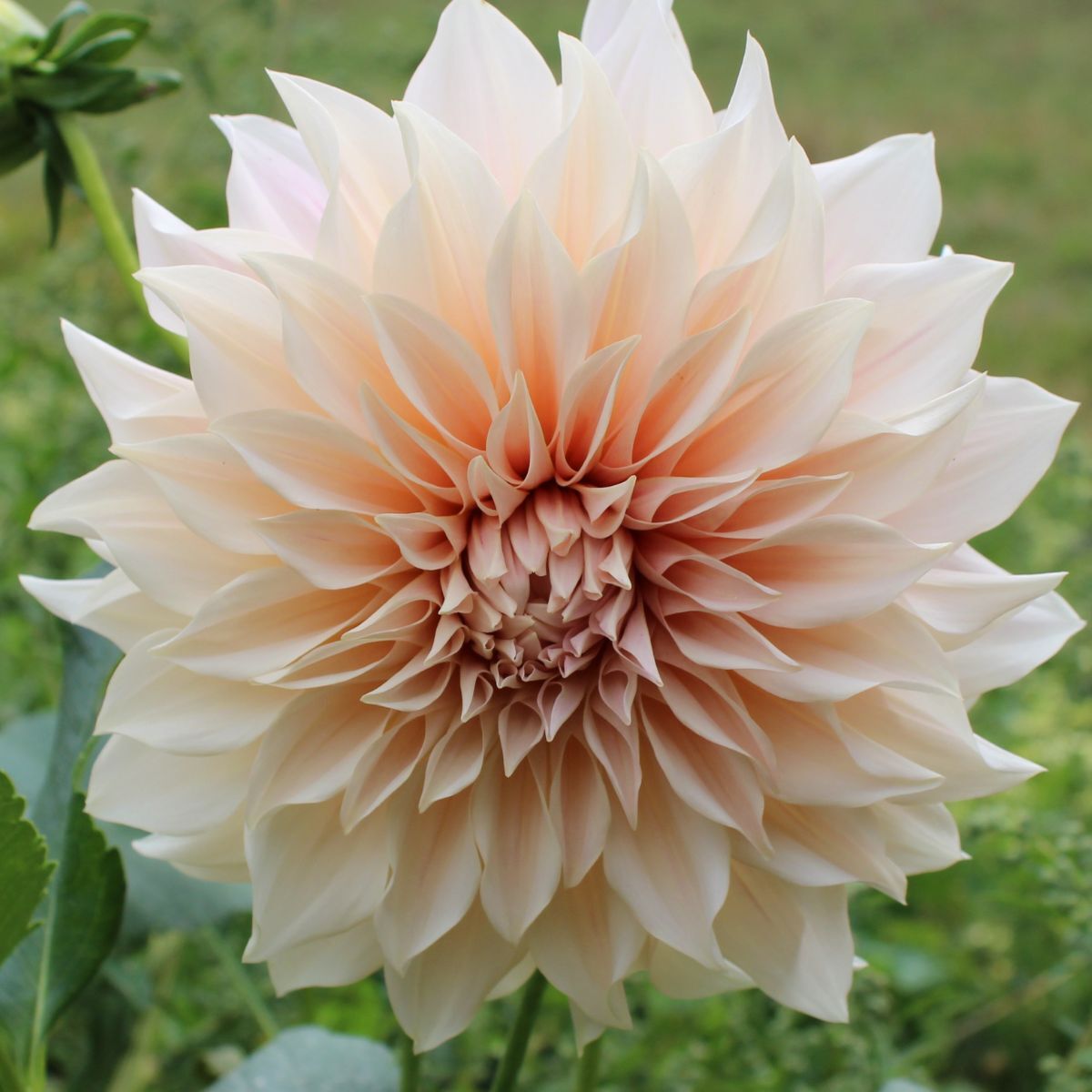 Cafe Au Lait Dahlia Tubers