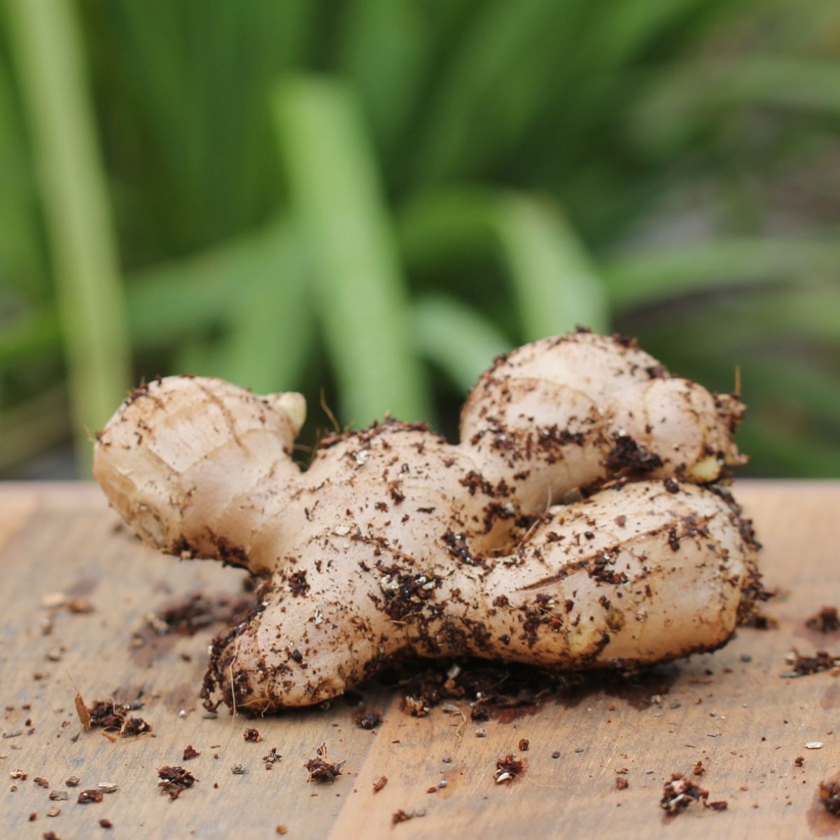 Ginger Root