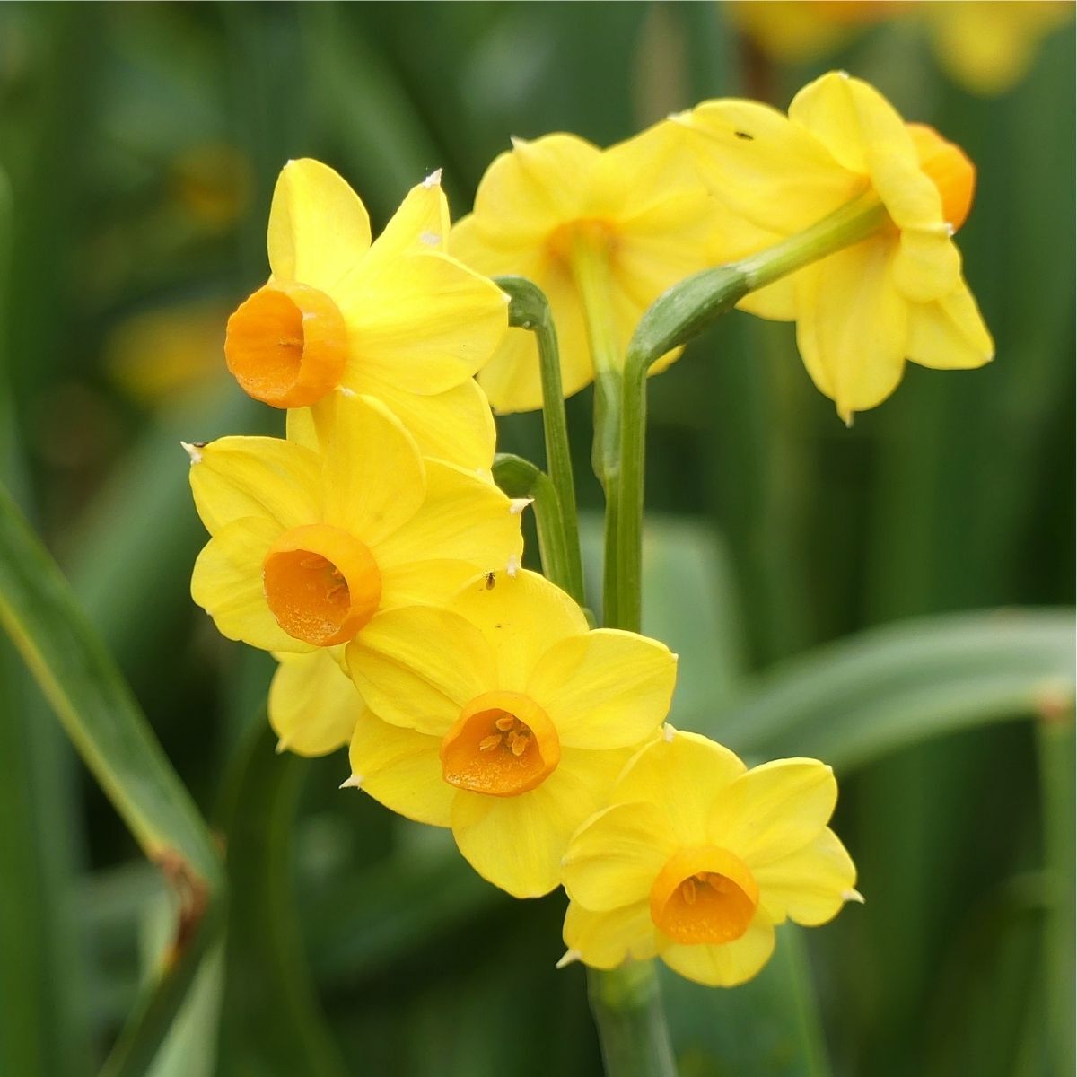 Jonquil- Soleil d'Or | The Seed Collection