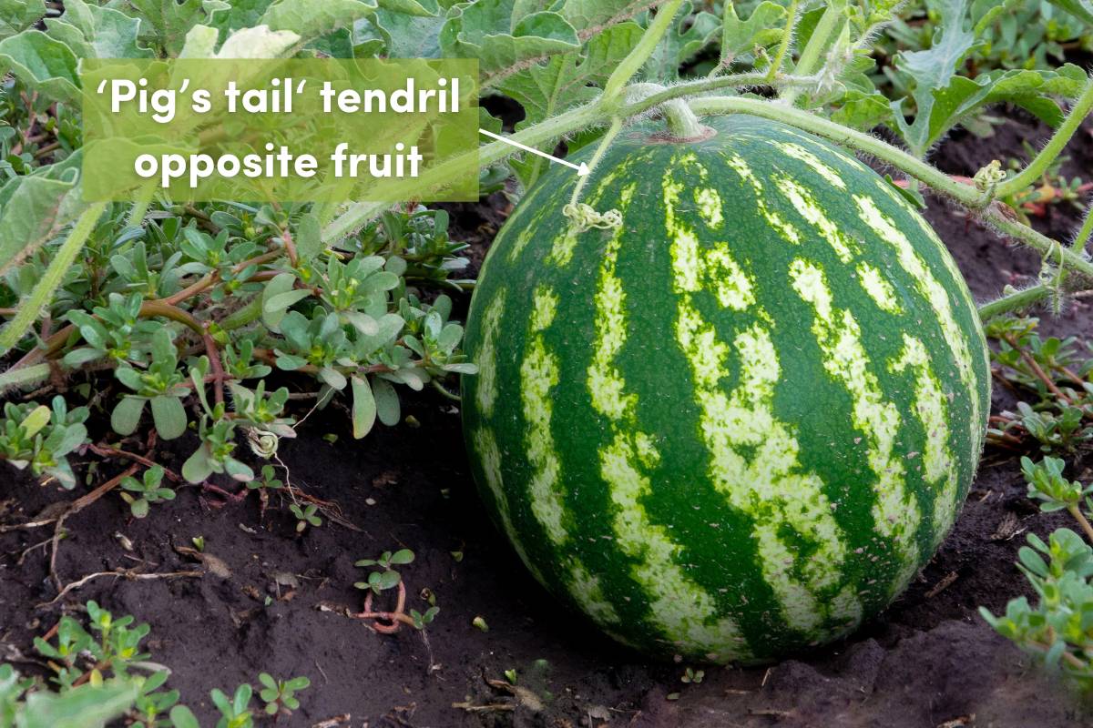 A photo showing a green tendril opposite the fruit on a watermelon vine