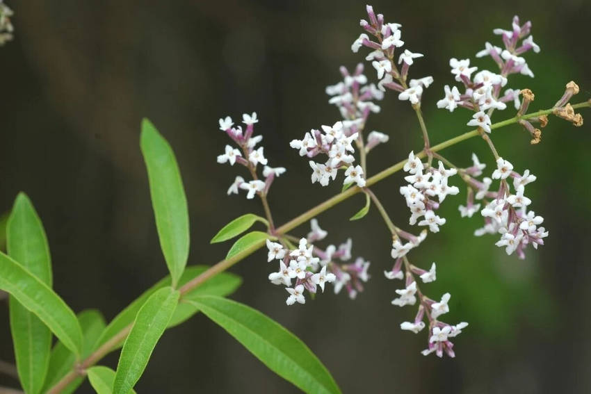 Lemon Herbena Flowers