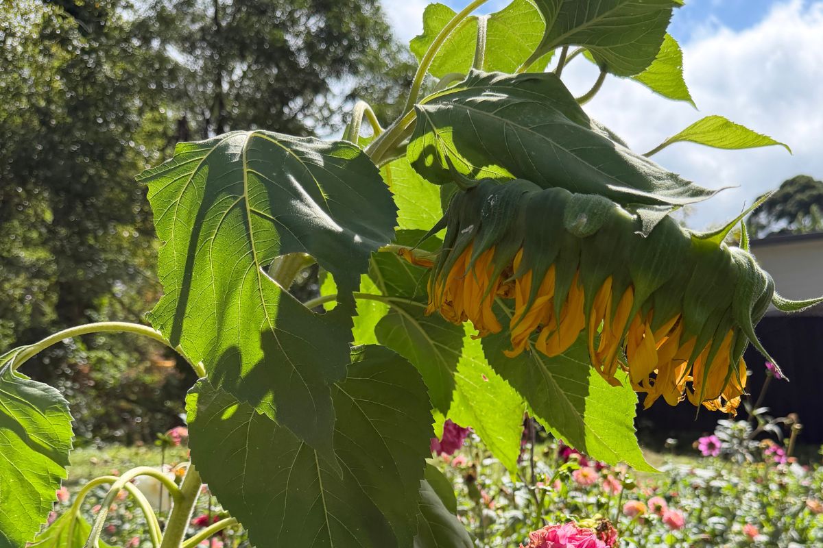 Wilting sunflower 
