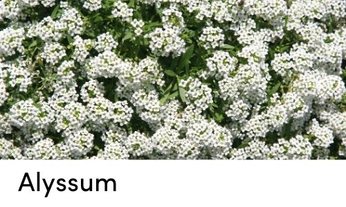 alyssum