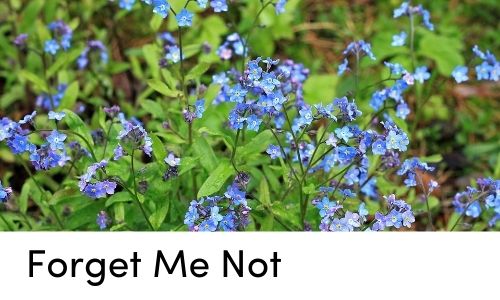 forget me not