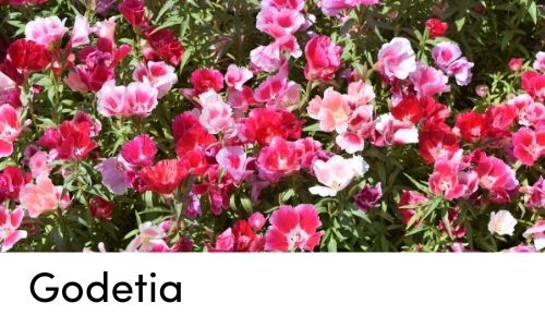 godetia