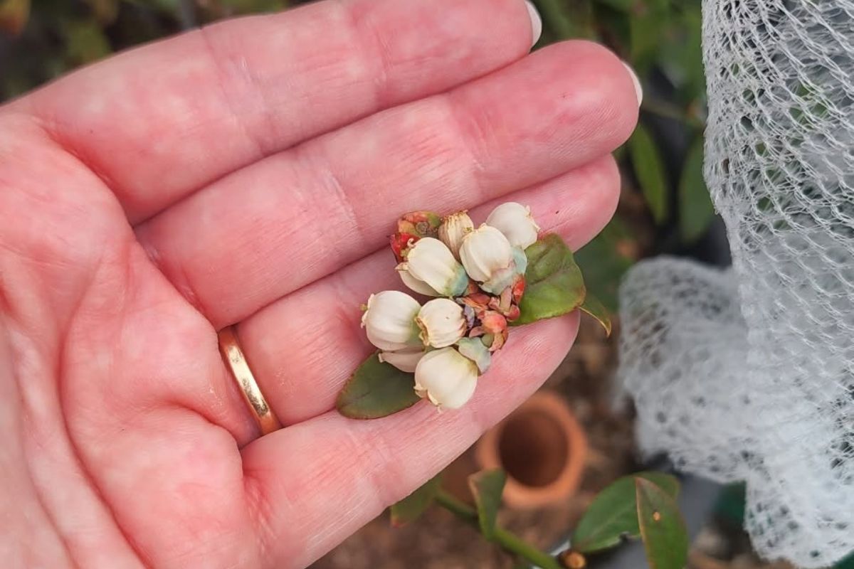 Blueberry flowers
