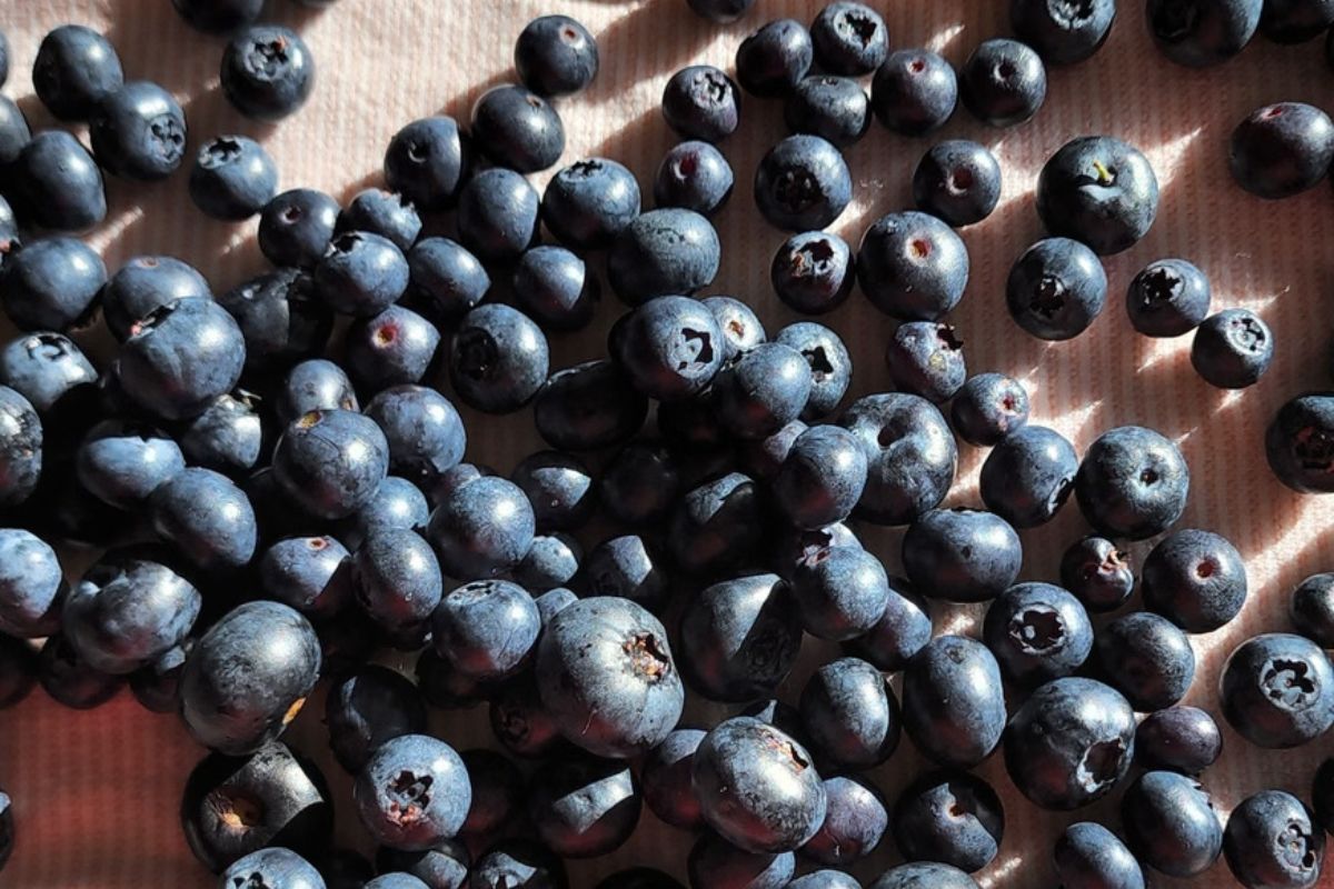 Blueberries