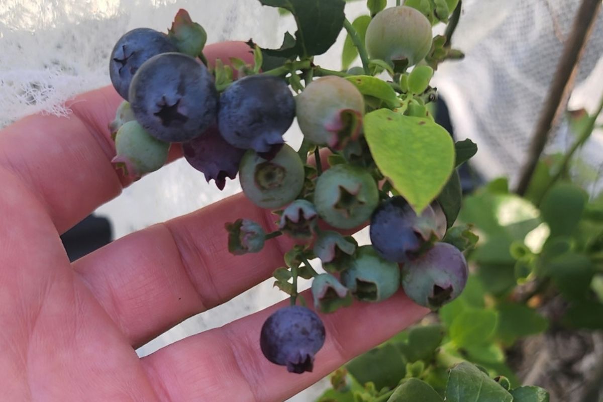 Blueberries