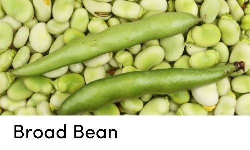 broad bean