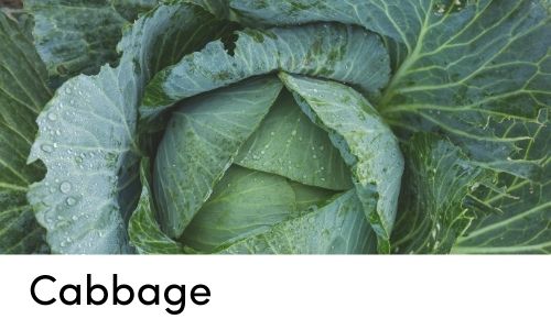 cabbage