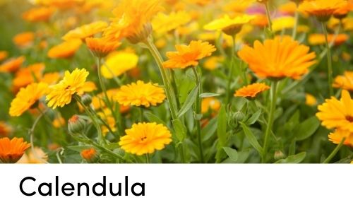 calendula