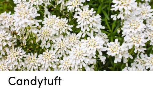 candytuft