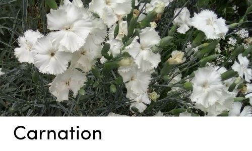 carnation