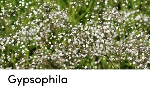 gypsophila