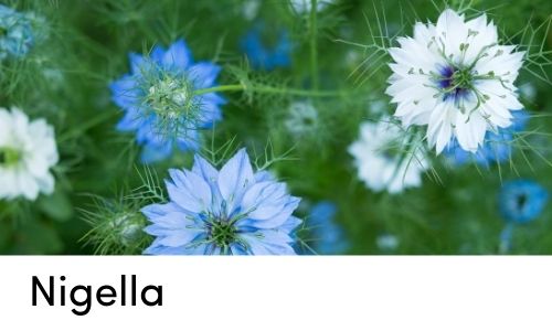 nigella