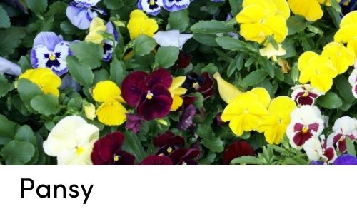 pansy