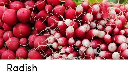 radish