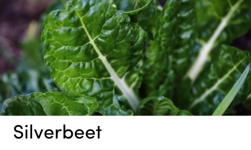 silverbeet